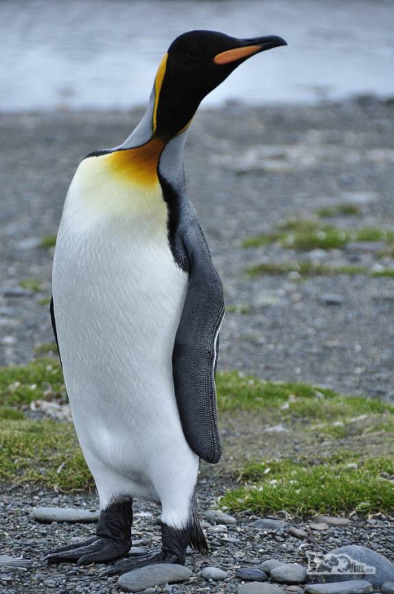 Um pinguim rei estica o pescoço em Salisbury Plain, na Geórgia do Sul